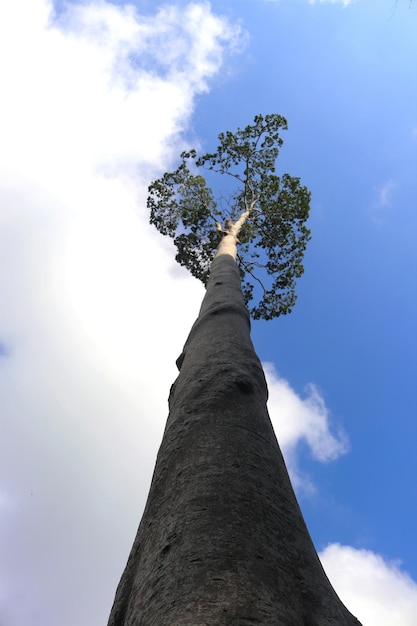 Foto nel cielo appare un albero con un tronco a forma di cuore.