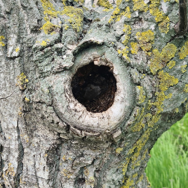 A tree with a hole in it that has a hole in it.