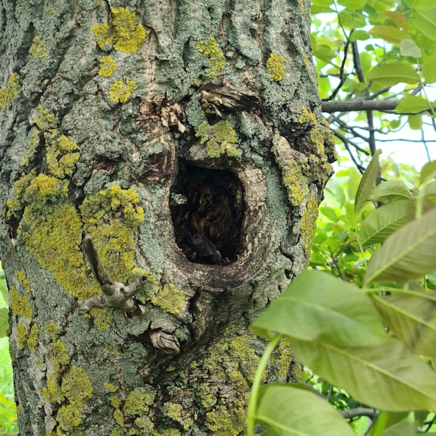 A tree with a hole in it that has a hole in it.