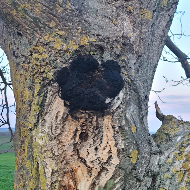 Photo a tree with a hole in it that says'black bear'on it