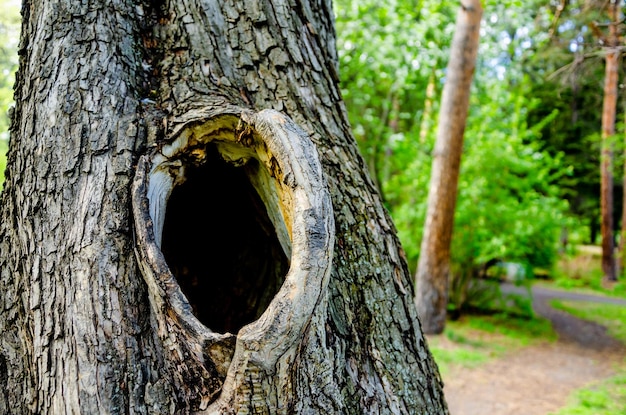 A tree with a hole in it that says'hollow '