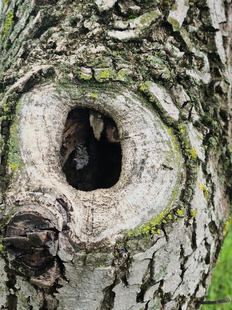 Photo a tree with a hole in it that says'the owl '