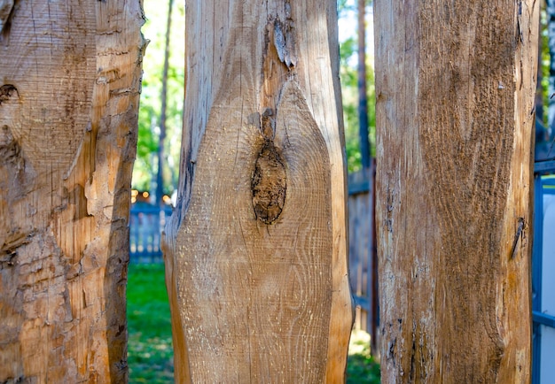 A tree with a hole in it that says'the word " on it