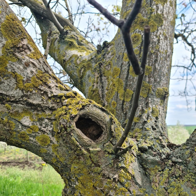 A tree with a hole in it that says'the word " on it