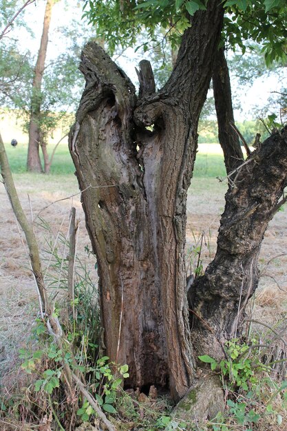 Foto un albero con un buco dentro