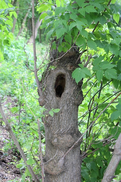 A tree with a hole in it