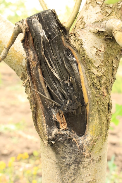 Photo a tree with a hole in it