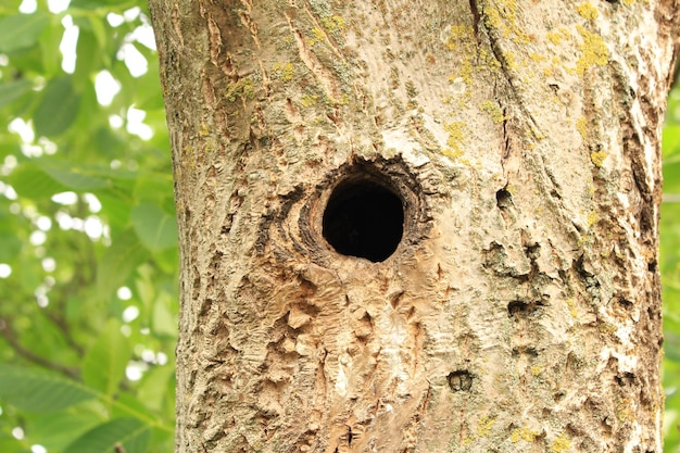 Photo a tree with a hole in it