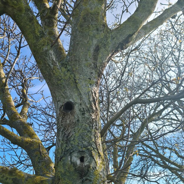All 32+ Photos tree with a hole in the middle Stunning