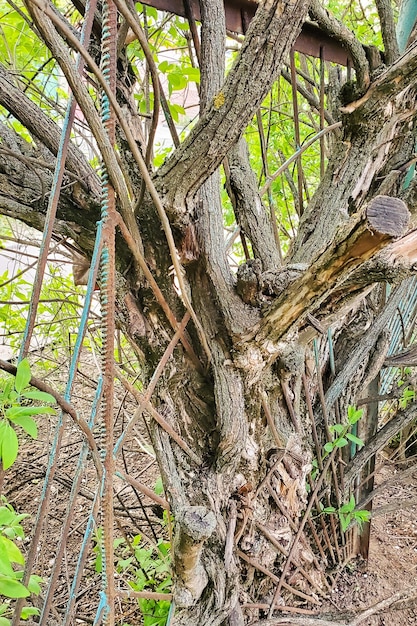 tree with ingrown branches into an old rusty fence, close up