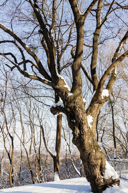 A tree with large branches in a segue in sunny weather