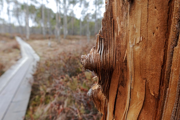 A tree with a large knot on it