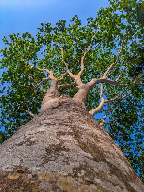 A tree with a large trunk and leaves that say'tree '