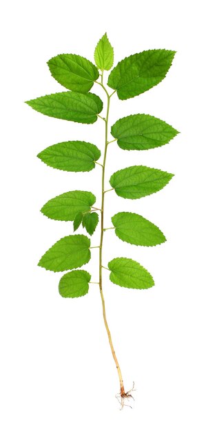 Tree with leaves and roots isolated on white background