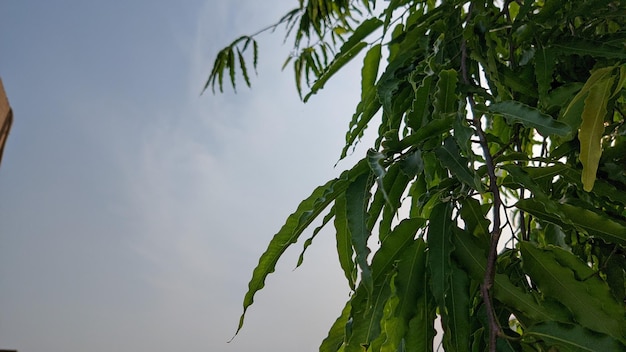 A tree with leaves and the sky is blue.