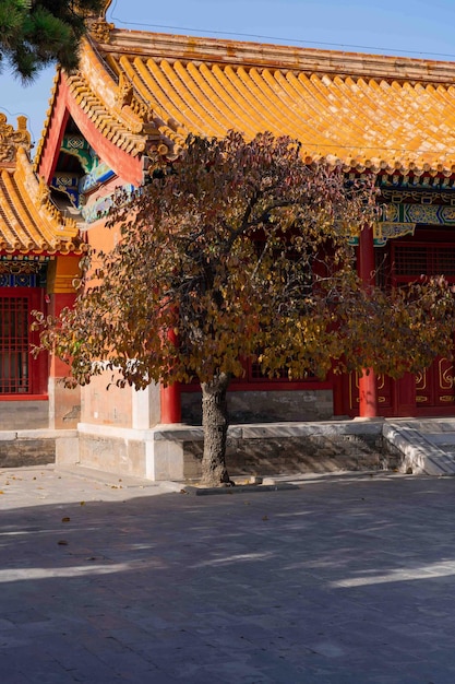 A tree with leaves that is outside of a building