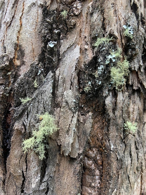 Foto un albero con sopra dei licheni