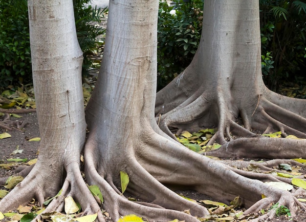 표면에 긴 뿌리를 가진 나무