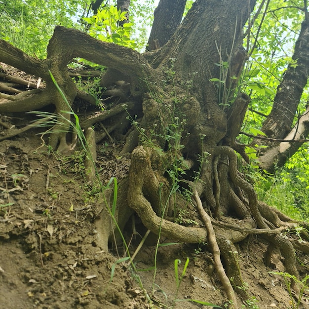 A tree with a lot of roots and leaves on it