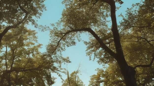 A tree with many branches and the sky is blue