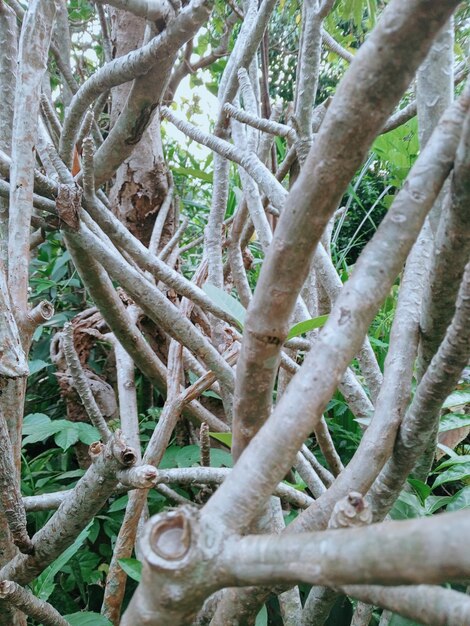 A tree with many branches that have been cut down.