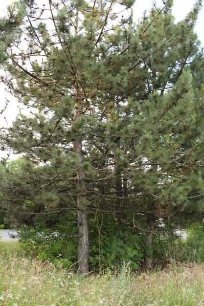 Foto un albero con molti rami