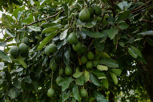 Photo a tree with many green fruits that are growing on it