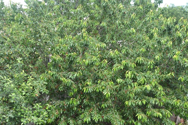 Photo a tree with many green leaves that are growing on it