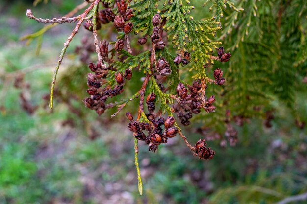 Photo a tree with many small berries on it