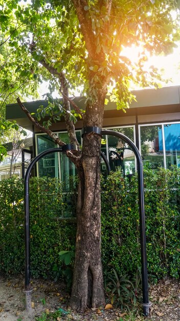 安全のためガラスハウスの近くの庭に金属製の松葉杖を持つ木垂直