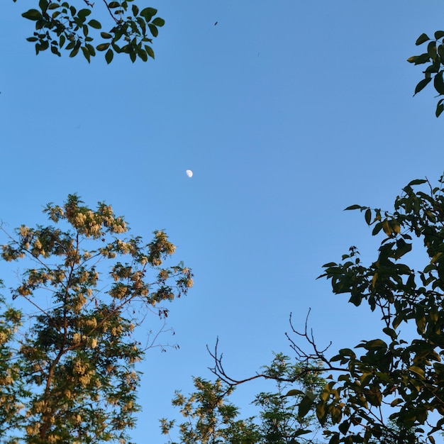 A tree with a moon in the sky