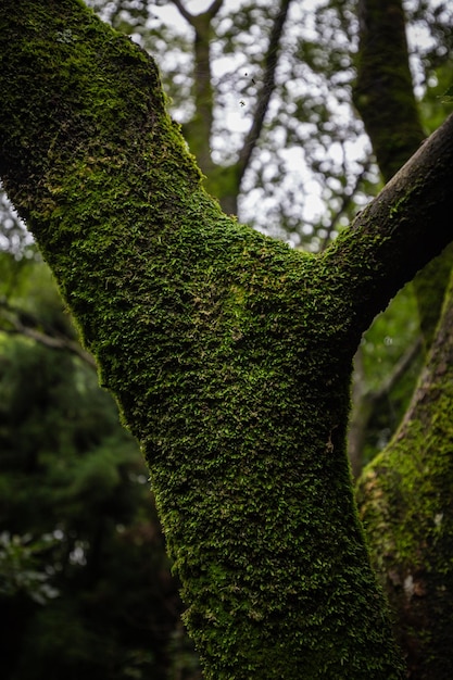 A tree with moss on it