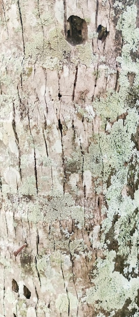 a tree with moss on it