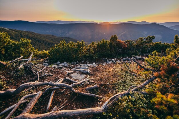 A tree with a mountain in the background