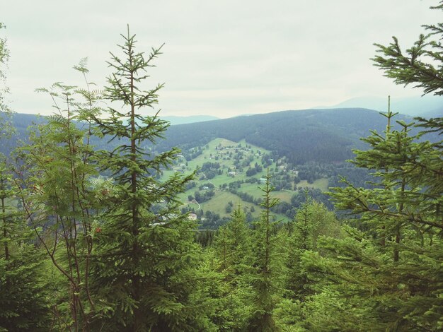Фото Дерево с горами на заднем плане