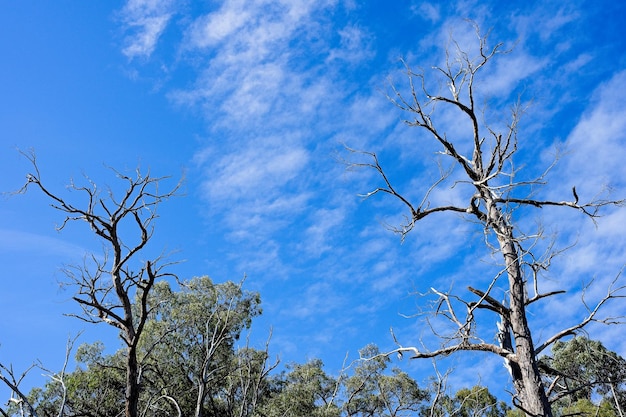 A tree with no leaves against a blue sky