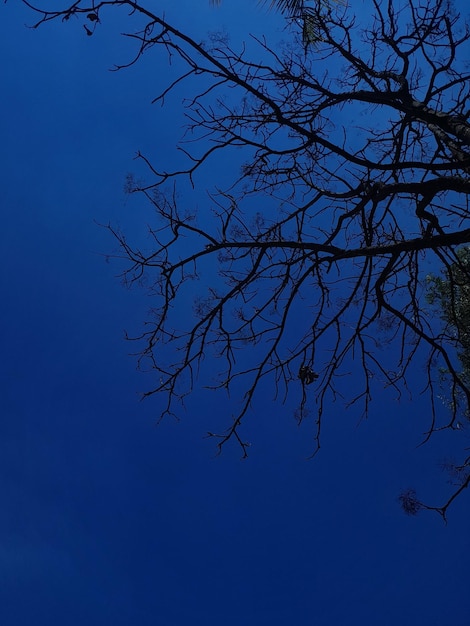 A tree with no leaves and a blue sky in the background