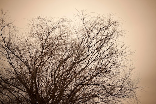 A tree with no leaves on it is shown in a photo