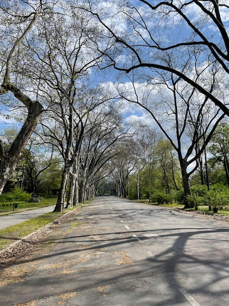 Photo a tree with no leaves on it