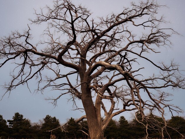 Photo a tree with no leaves