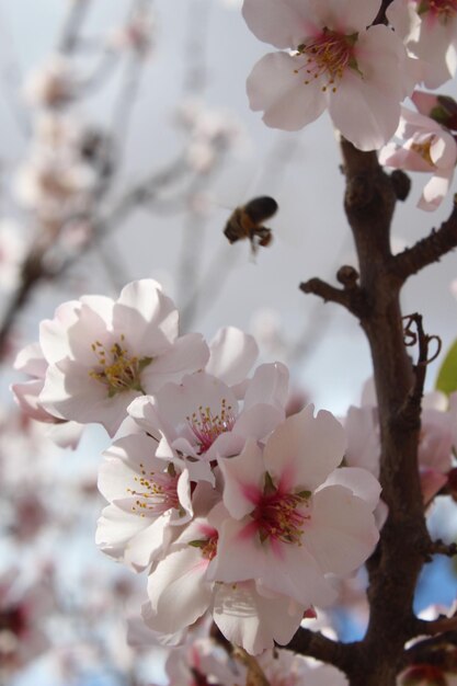 Photo a tree with a number of flowers that say  3