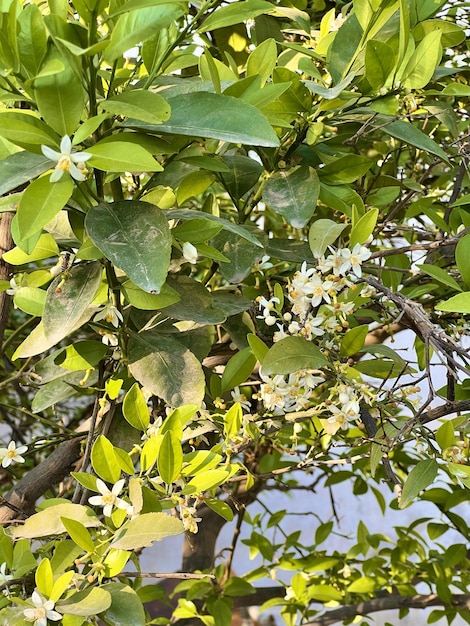 A tree with orange flowers and leaves that