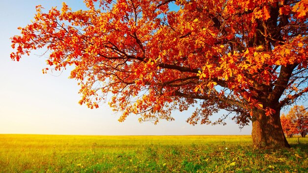 a tree with orange flowers in the middle of a field