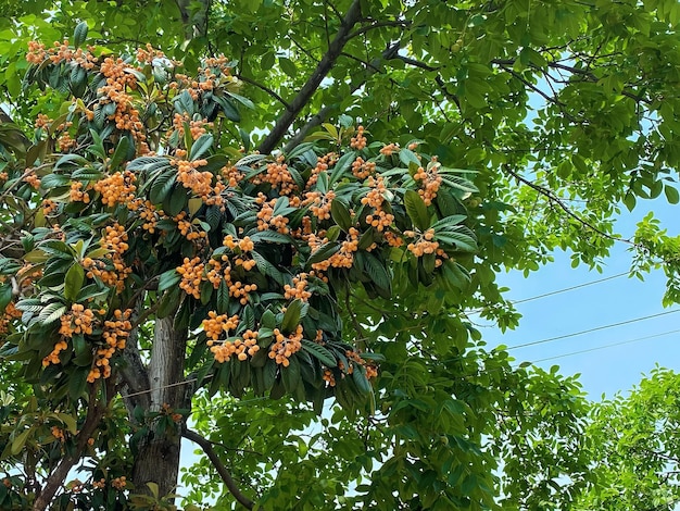 A tree with orange fruit on it and the sky is blue.