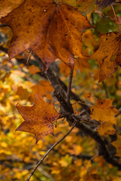 A tree with orange leaves and the word maple on it