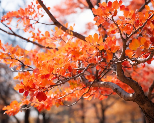 a tree with orange leaves