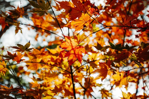 A tree with orange and yellow leaves with the word maple on it