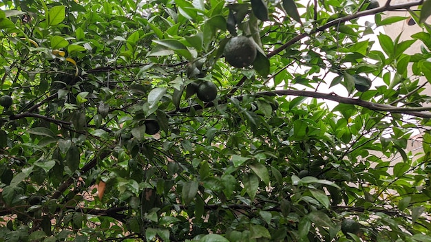 A tree with oranges and green leaves