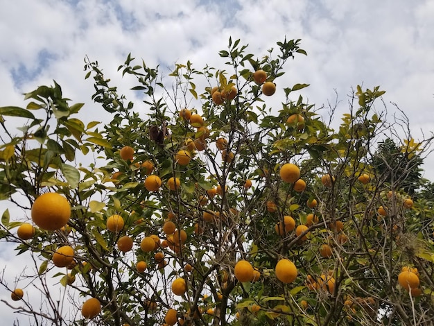 A tree with oranges on it in the sky