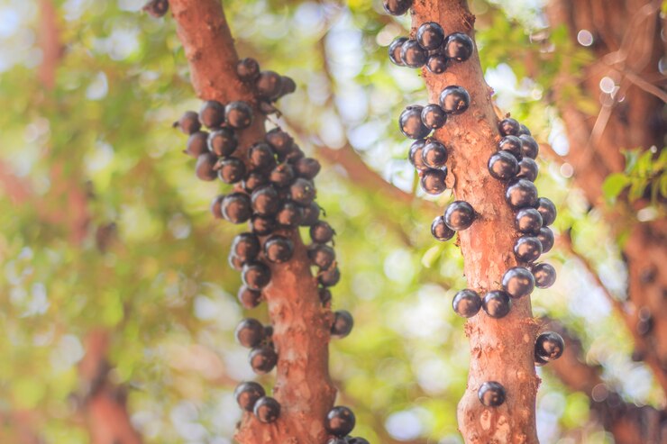 Tree with organic jabuticabas, fruit typical of Brazil.